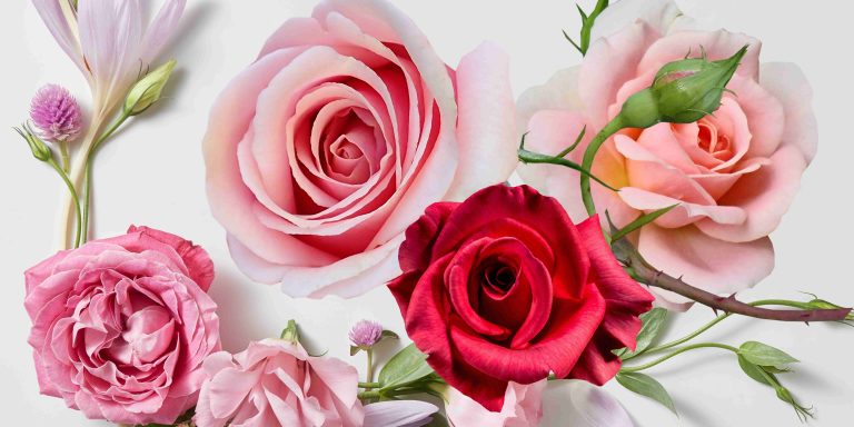 How to Manufacture Rose Perfume? Best Way in 3 Steps